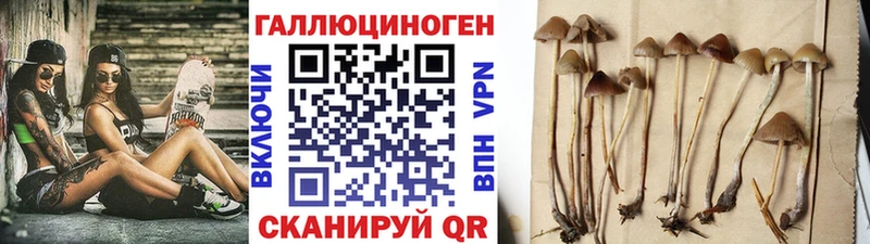Купить где Всеволожск Псилоцибиновые грибы Magic Shrooms